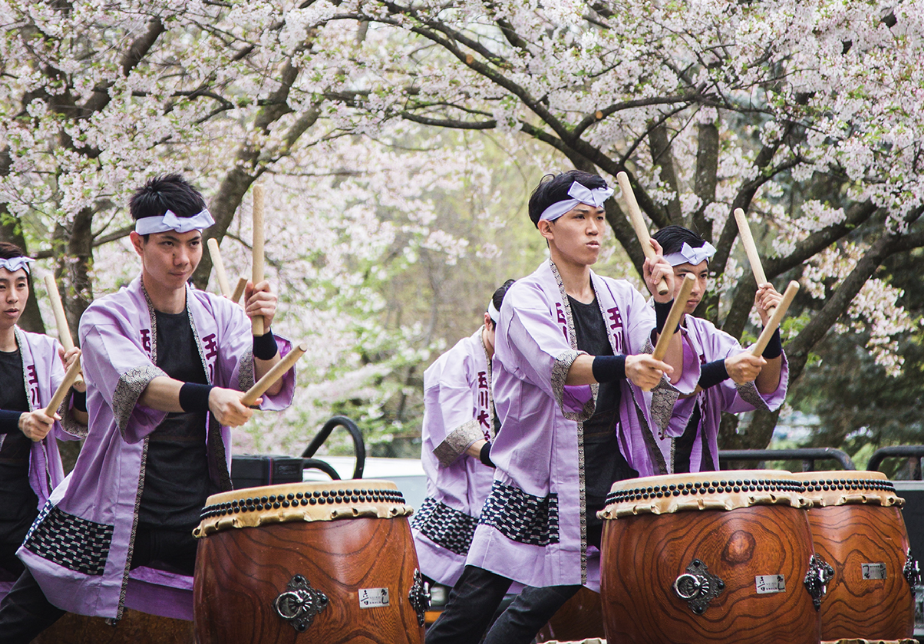 比京都还浪漫？2025费城樱花节全攻略，等你来赴约！